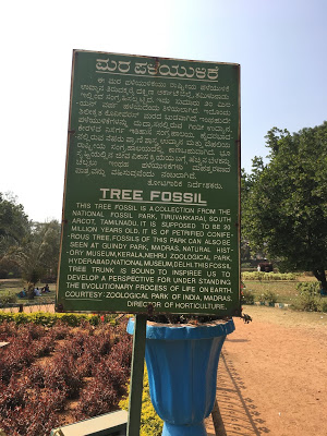 Tree Fossils, Lalbagh Botanical garden