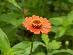Beautiful flowers in Rishikhola 1
