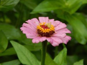 Beautiful flowers in Rishikhola 2