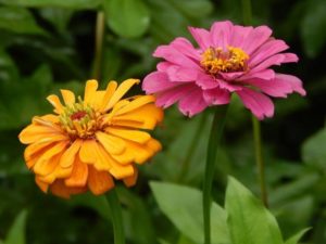 Beautiful flowers in Rishikhola 3