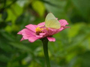Beautiful flowers in Rishikhola 4