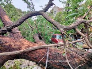Amphan Cyclone effect, road block for uprooted tree, 21st May 2020